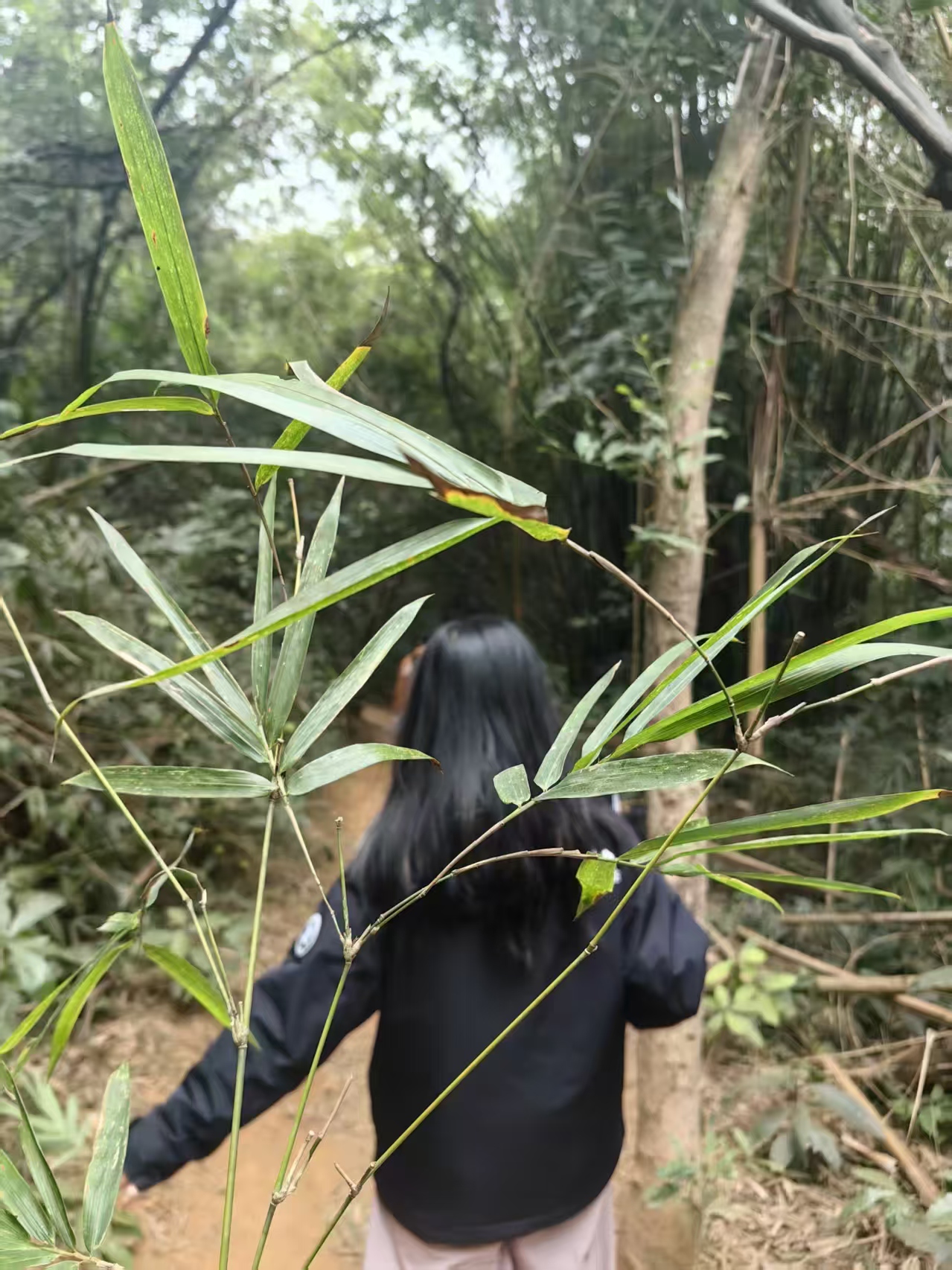 竹林山径中的爬山记录